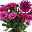 Bild von Osteospermum P12 Tanja(purple)